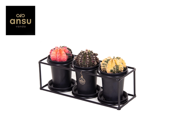 <h4>Cactus trio in design frame</h4>