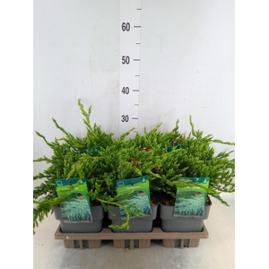 Juniperus squamata 'Blue Carpet'