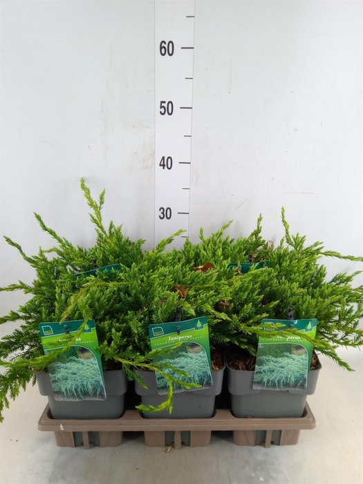 <h4>Juniperus squamata 'Blue Carpet'</h4>