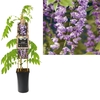 Wisteria floribunda 'Violacea Plena' +3.0 label