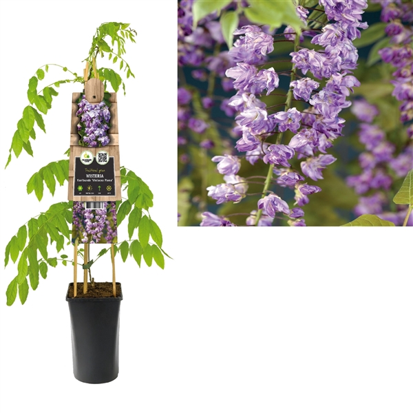 <h4>Wisteria floribunda 'Violacea Plena' +3.0 label</h4>