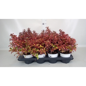 Coprosma  'Karo Red'