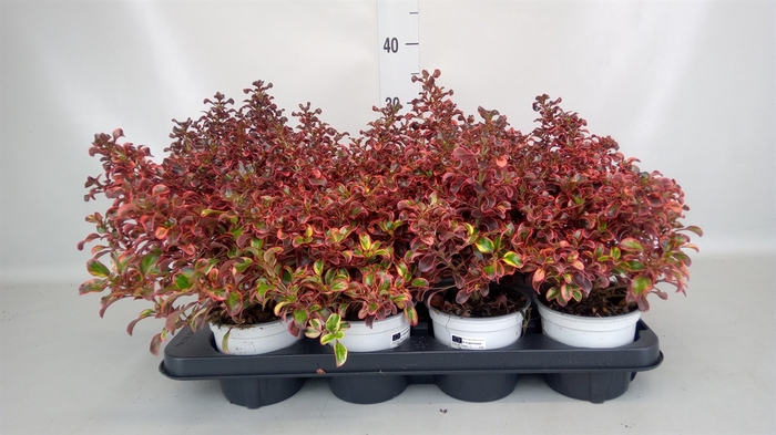 <h4>Coprosma  'Karo Red'</h4>