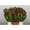 Leucadendron Goldstrike