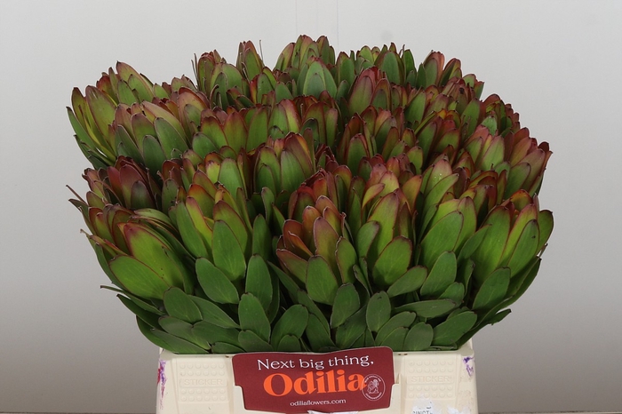 <h4>Leucadendron Goldstrike</h4>