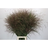 Panicum Warrior