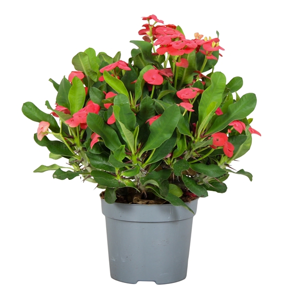 <h4>Euphorbia Milli Vulcano</h4>