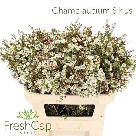 <h4>Chame Me Sirius</h4>