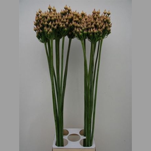 Allium Magic Bells Seed
