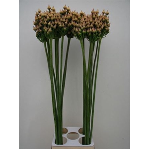 Allium Magic Bells Seed