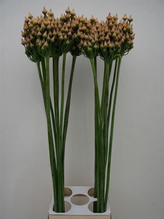 Allium Ov