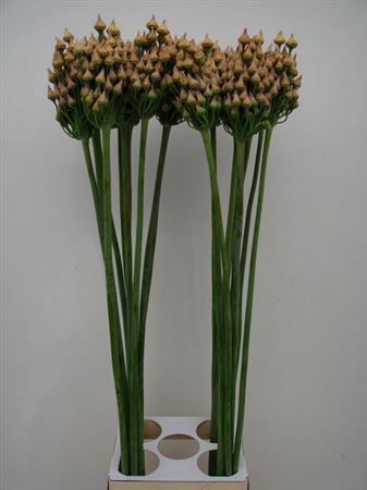 <h4>Allium Magic Bells Seed</h4>