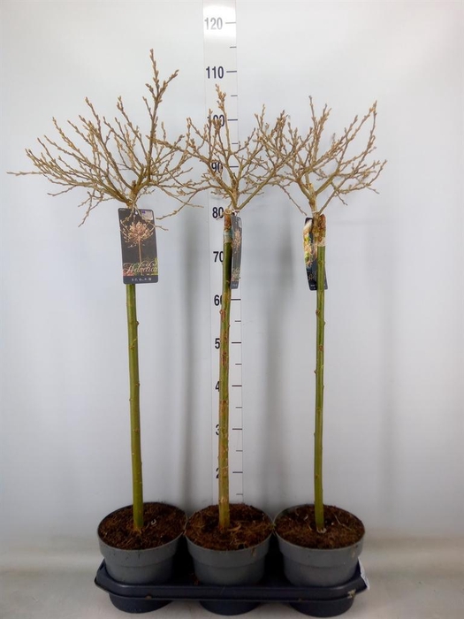 <h4>Salix helvetica</h4>