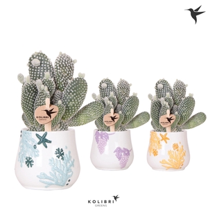 Kolibri Greens Opuntia white in Coral pot mix