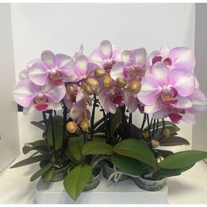 arr8 Phal Diva Make Up 2 Spike