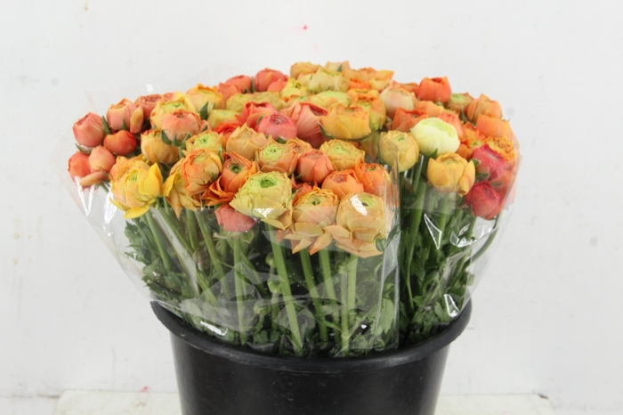 <h4>RAN ELEGANCE SALMON</h4>