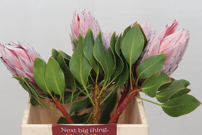 <h4>Protea Cynaroides</h4>