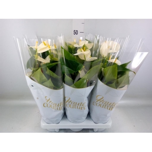 Anthurium andr. 'Cocos'