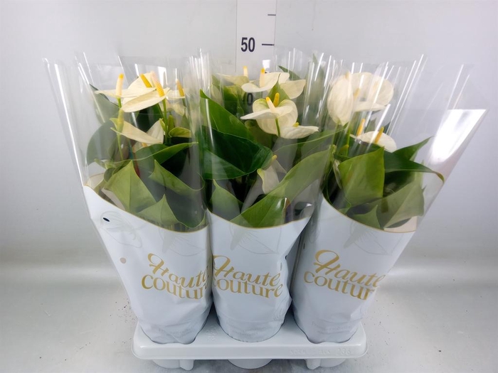 <h4>Anthurium andr. 'Cocos'</h4>