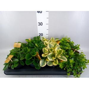 Peperomia   ...mix