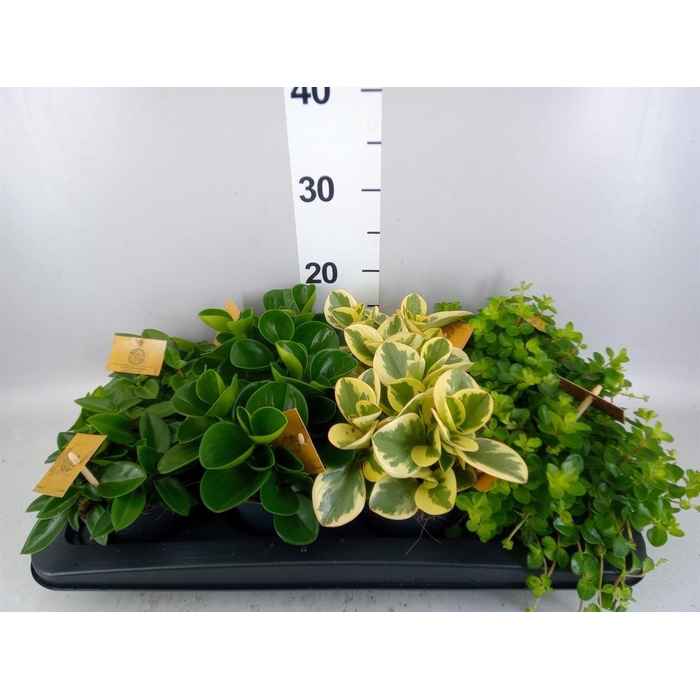 <h4>Peperomia   ...mix</h4>