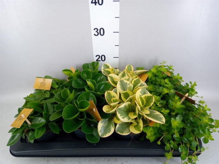 Peperomia   ...mix
