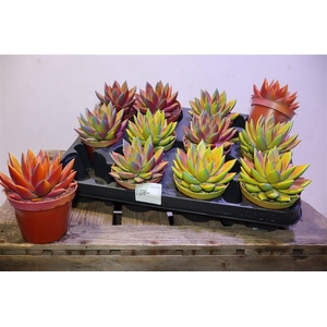 Echeveria Chamelion