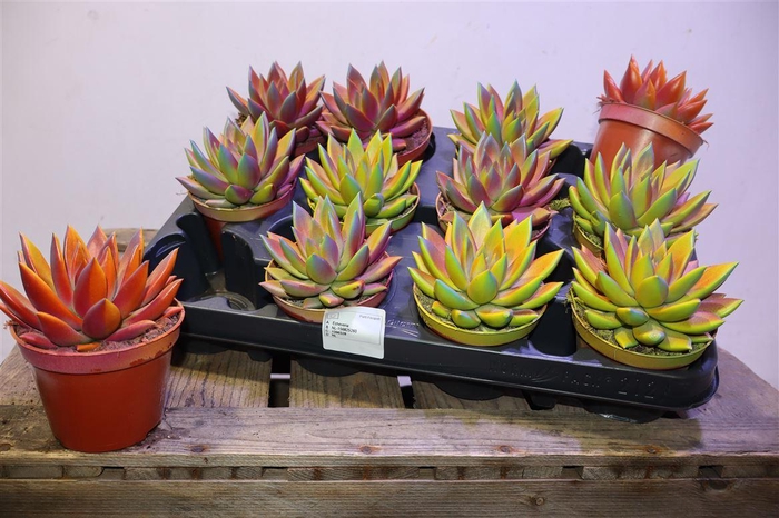 <h4>Echeveria Chamelion</h4>