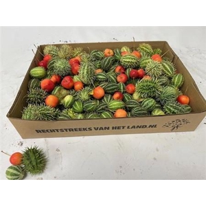 Cucurbita Mixbox