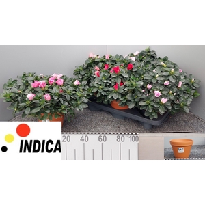 RHODO SI V GEM 5 SRT