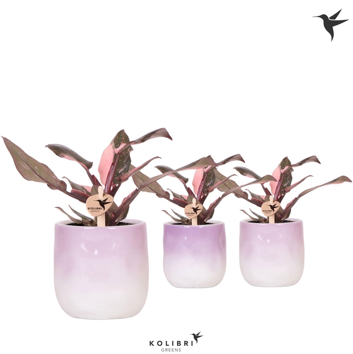 <h4>Kolibri Greens Philodendron pink Princess Marble in Gradience pot lila mix</h4>
