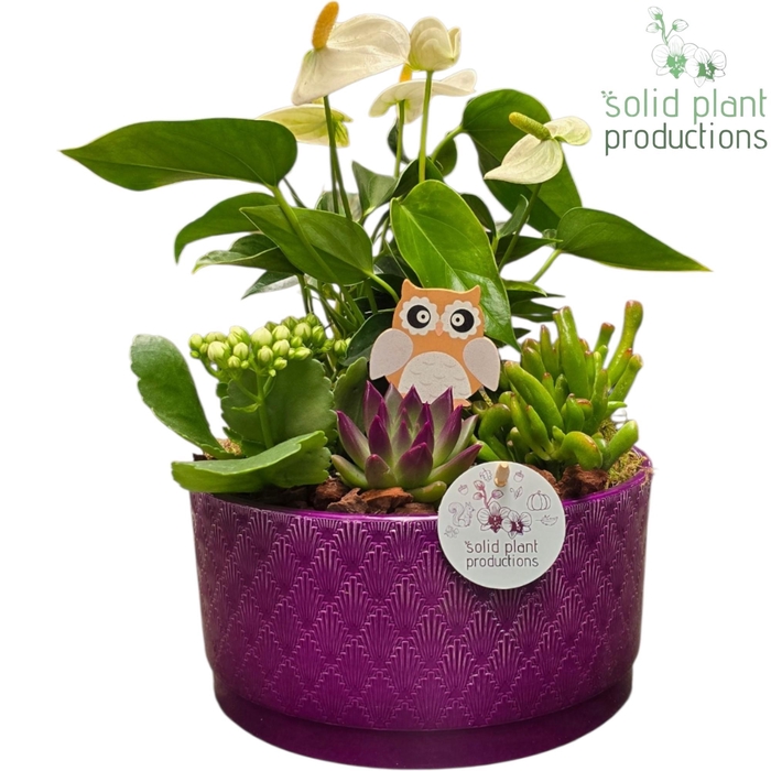<h4>AE004 Stella Purple Echeveria</h4>