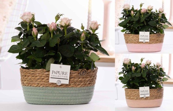 <h4>2x Rosa light pink in P&PURE Fieldbasket 7</h4>