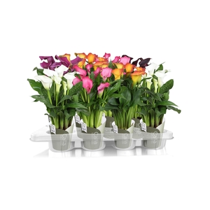 Zantedeschia gemengd SoHappyCalla mix met groene potcover