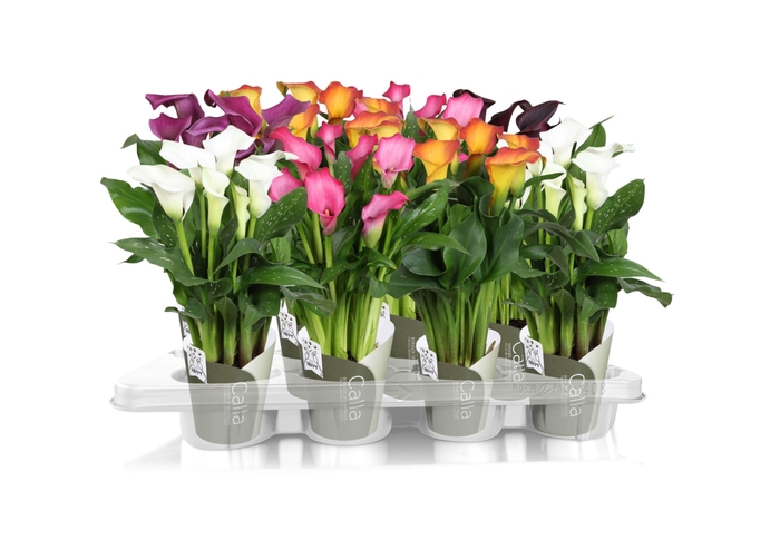 <h4>Zantedeschia gemengd SoHappyCalla mix met groene potcover</h4>