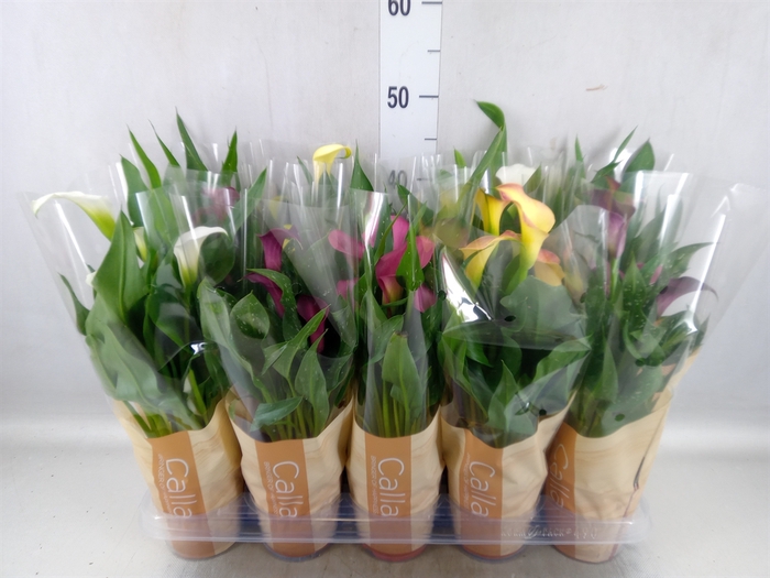 <h4>Zantedeschia   ...mix</h4>