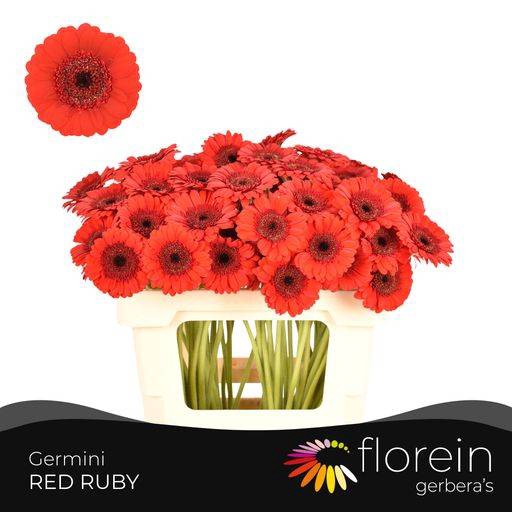 <h4>GE MI RED RUBY</h4>