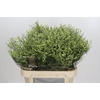 Limonium sinensis China Lemon