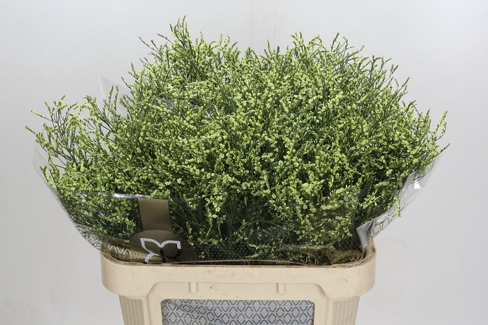 <h4>Limonium China Lemon</h4>