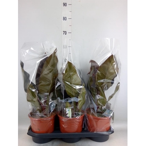 Philodendron  'Imperial Red'