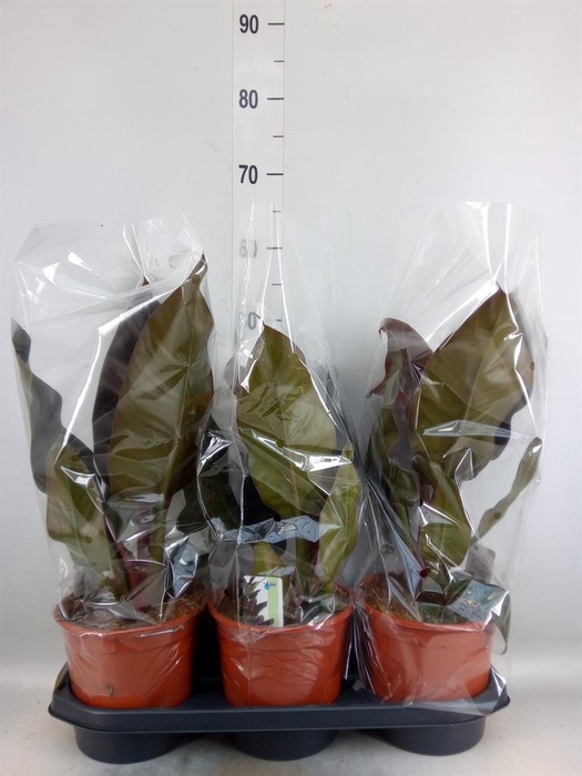 <h4>Philodendron  'Imperial Red'</h4>