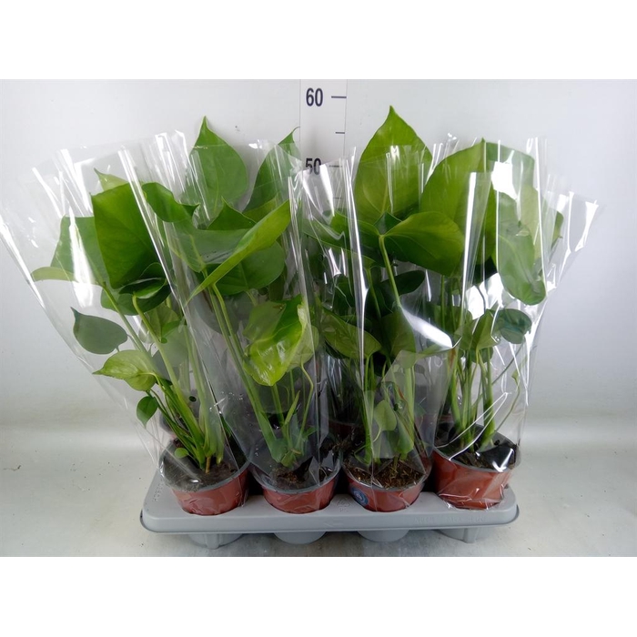 <h4>Monstera delic.</h4>