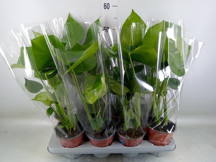 <h4>Monstera delic.</h4>