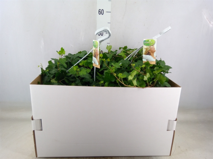 <h4>Hedera helix 'Wonder'</h4>