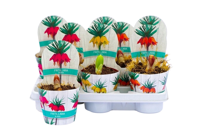 <h4>FRITILLARIA OV</h4>