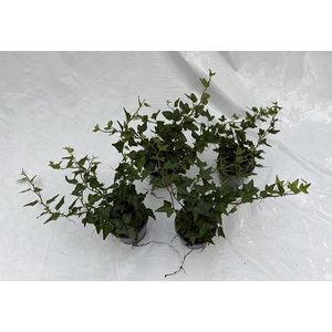 HEDERA HELIX P9 GROEN