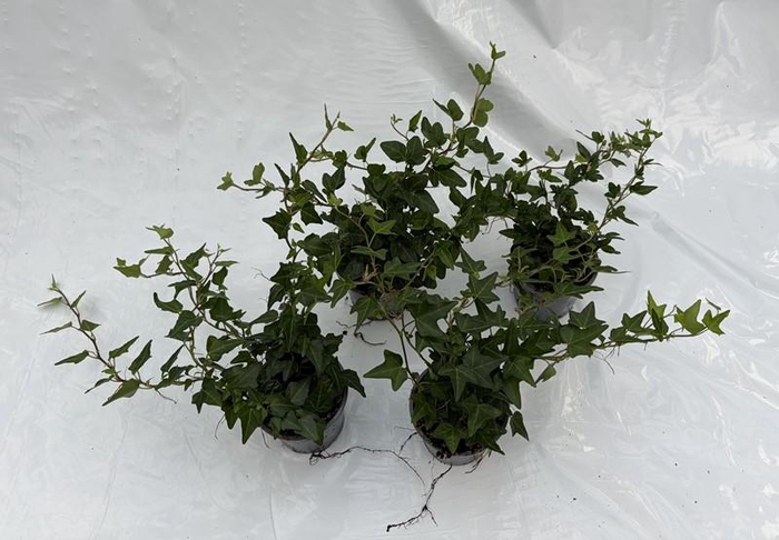 <h4>HEDERA HELIX P9 GROEN</h4>