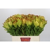 Leucadendron Goldstrike