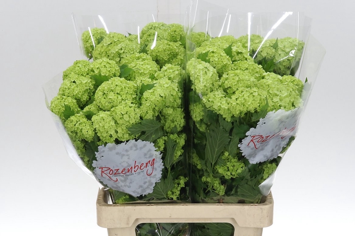 <h4>Viburnum Roseum St 60 2+</h4>