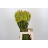 Kniphofia Sunningdale Yellow